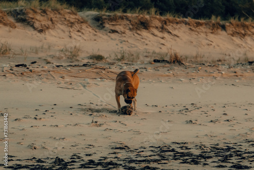 majorca mastiff dog on the beach