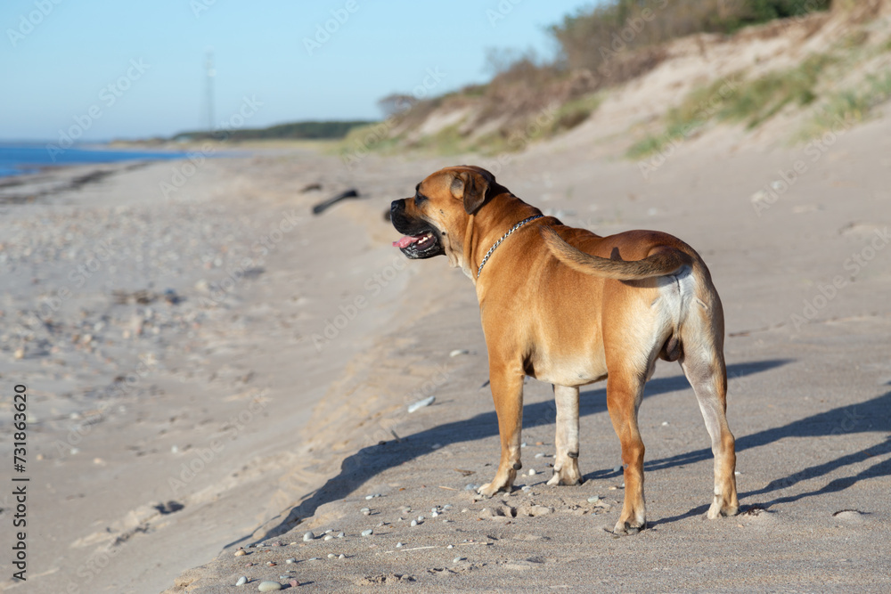 majorca mastiff dog on the beach