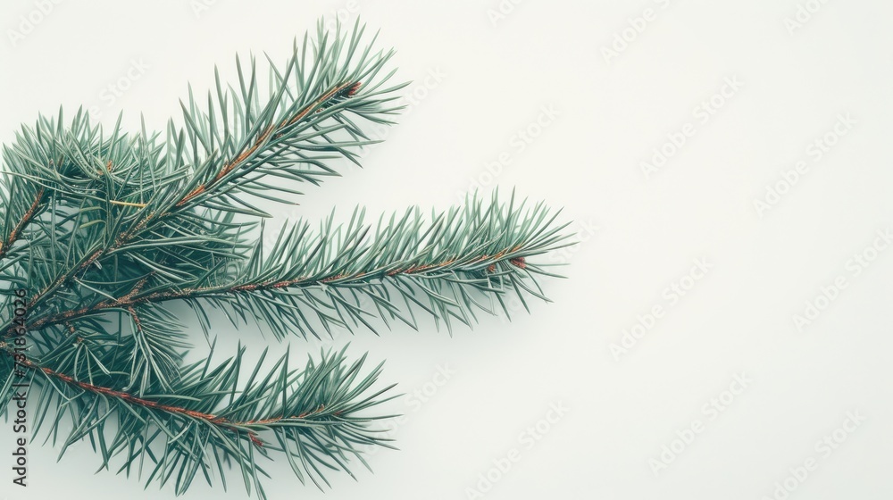 branch of a pine for Christmas tree decoration, copy space ready