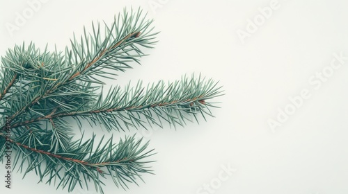 branch of a pine for Christmas tree decoration  copy space ready