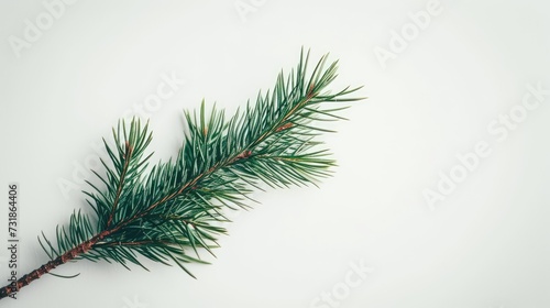 branch of a pine for Christmas tree decoration