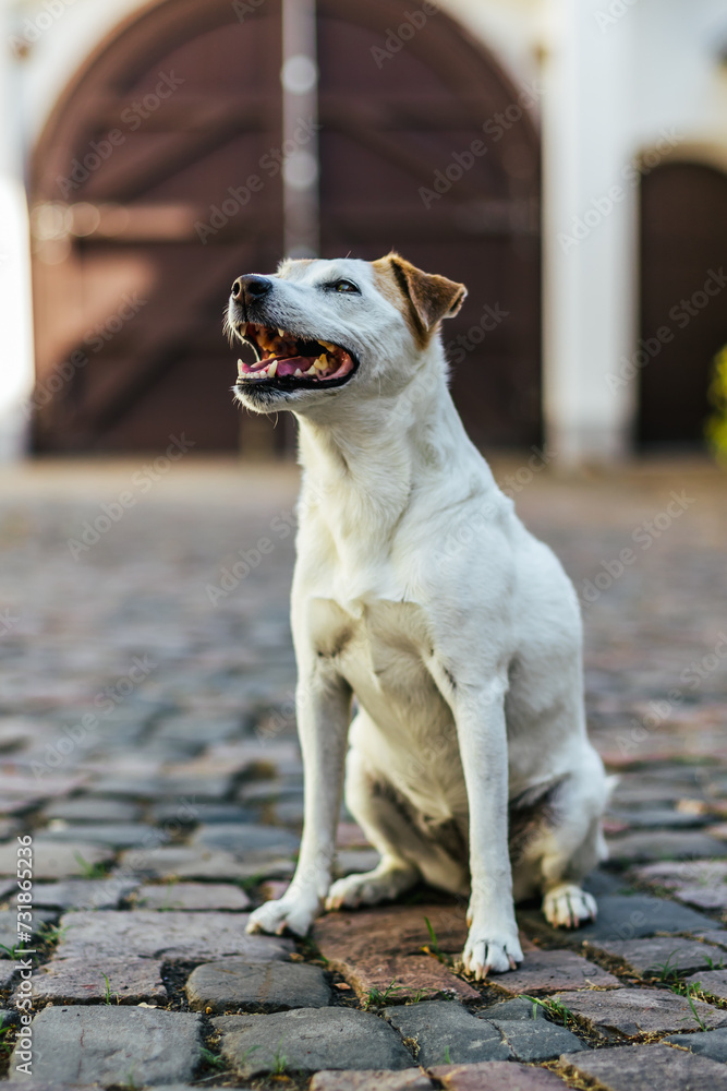 Elderly white jack parson russel terrier dog sitting and smiling on the yard with cobblestone Elderly white jack parson russel terrier dog sitting and smiling on the yard with cobblestone
