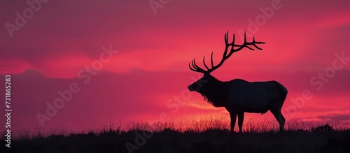 A deer silhouette with antlers, standing amidst a natural landscape at sunset, against the backdrop of the sky.