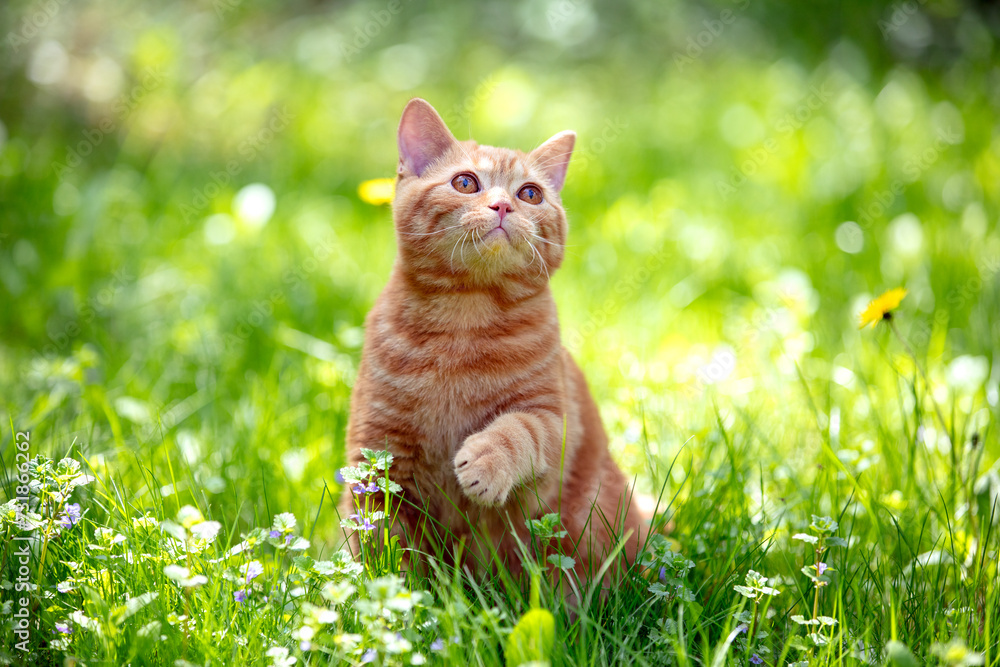 Cat with a paw in the air in nature outdoors. A ginger kitten sits on a flower lawn on a sunny summer day.