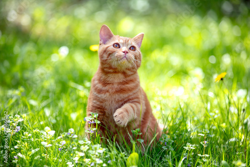 Obraz na płótnie Cat with a paw in the air in nature outdoors. A ginger kitten sits on a flower lawn on a sunny summer day. w salonie