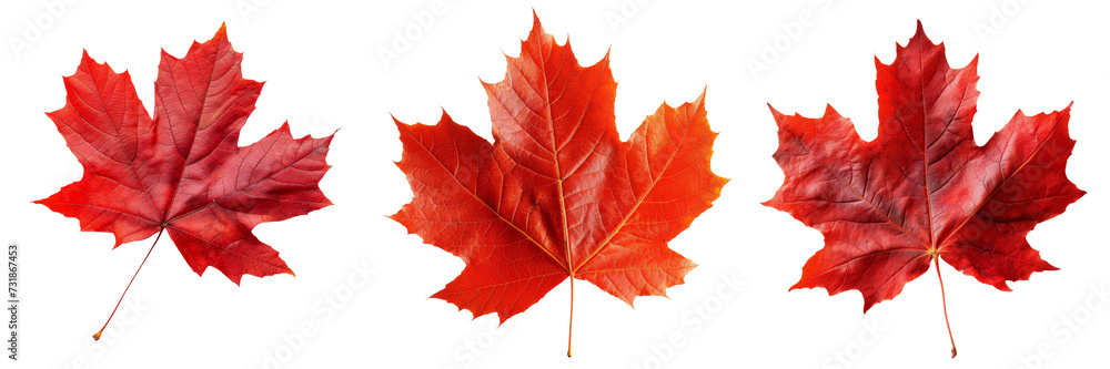 Red Maple Leaf Set Isolated on Transparent or White Background, PNG Red Maple Leaf Set Isolated on Transparent or White Background, PNG