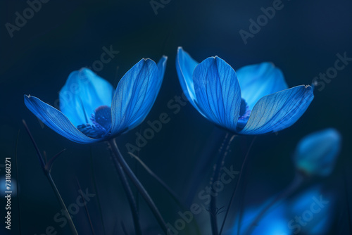 two blue flowers