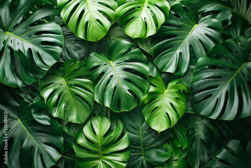 Green Monstera leaves background.