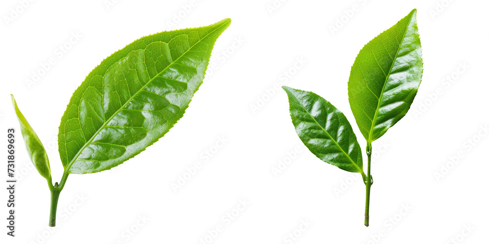 Obraz premium Green Tea Leaf Set Isolated on Transparent or White Background, PNG