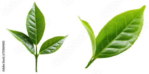 Tea Leaf Set Isolated on Transparent or White Background, PNG