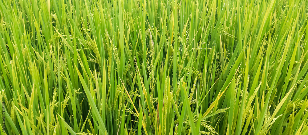 Obraz premium Rice plants in rice fields
