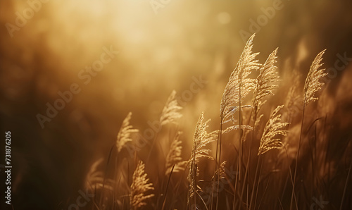 Meadow with wildflowers  wheat  grass on blurred background. Floral landscape in setting sun. Herbal field with golden spikelets and spikes. Natural pastoral rural landscape sunny summer banner.