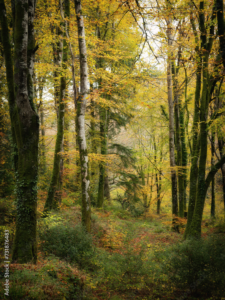 Idless woods in autumn colours bright yellow near truro cornwall uk Idless woods in autumn colours bright yellow near truro cornwall uk