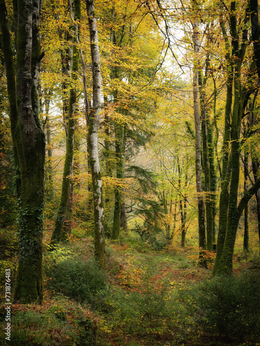 Idless woods in autumn colours bright yellow near truro cornwall uk  © pbnash1964