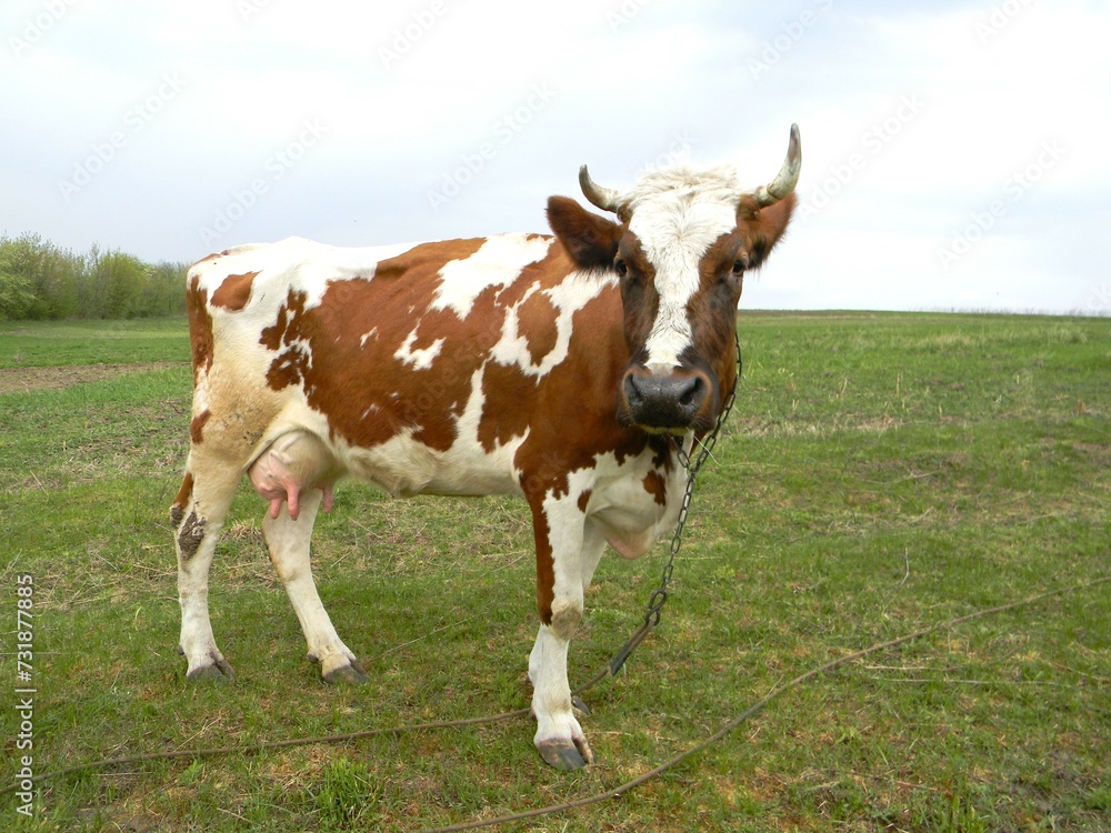 A cow on a grassy field. Domestic animals, pasture. Cattle.