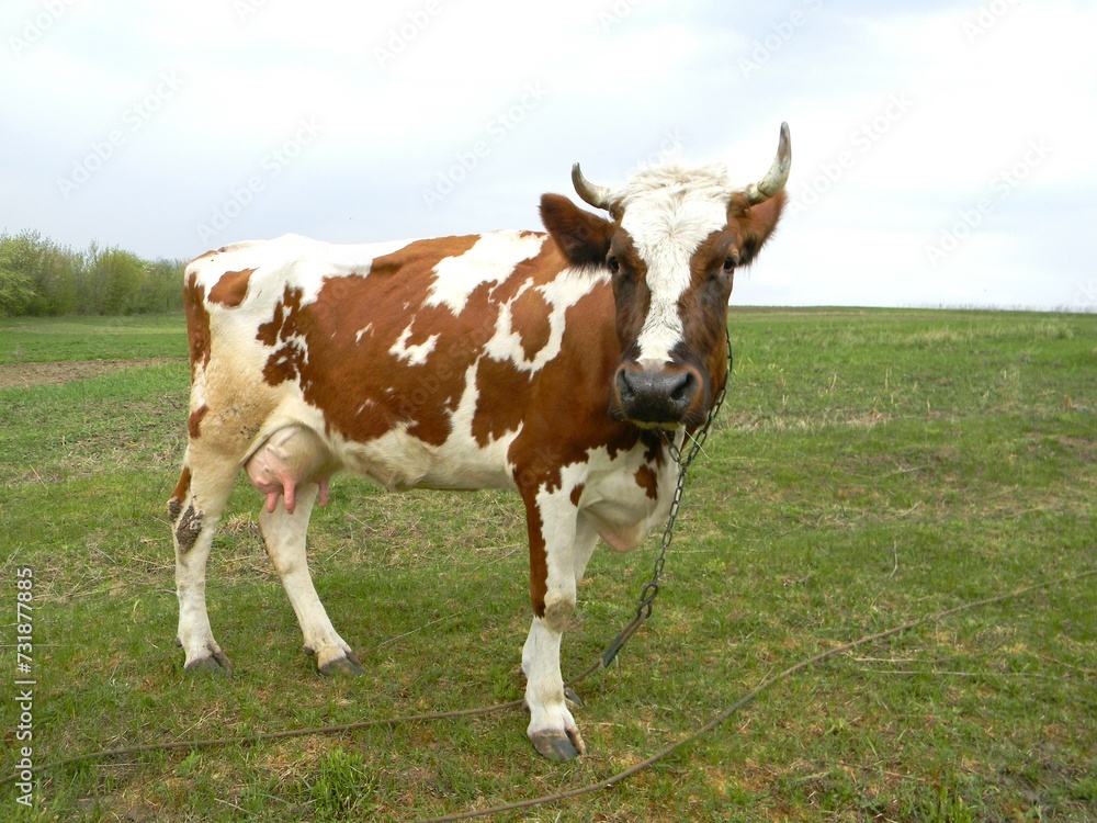 A cow on a grassy field. Domestic animals, pasture. Cattle. A cow on a grassy field. Domestic animals, pasture. Cattle.