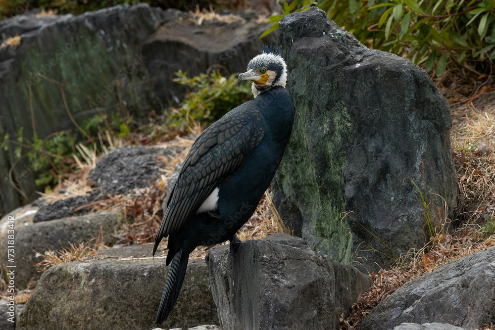 Fototapeta premium 公園の岩の上で振り返る鵜