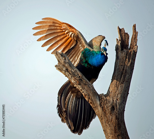 Peacock perched high in a tree