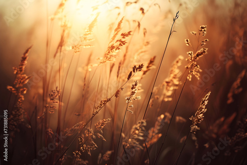Close up meadow with golden herbal wheat on a blurred background. Clearing with wild grass, ears and wildflowers on sunset. Natural pastoral rural landscape. Sunny summer or autumn nature banner. 