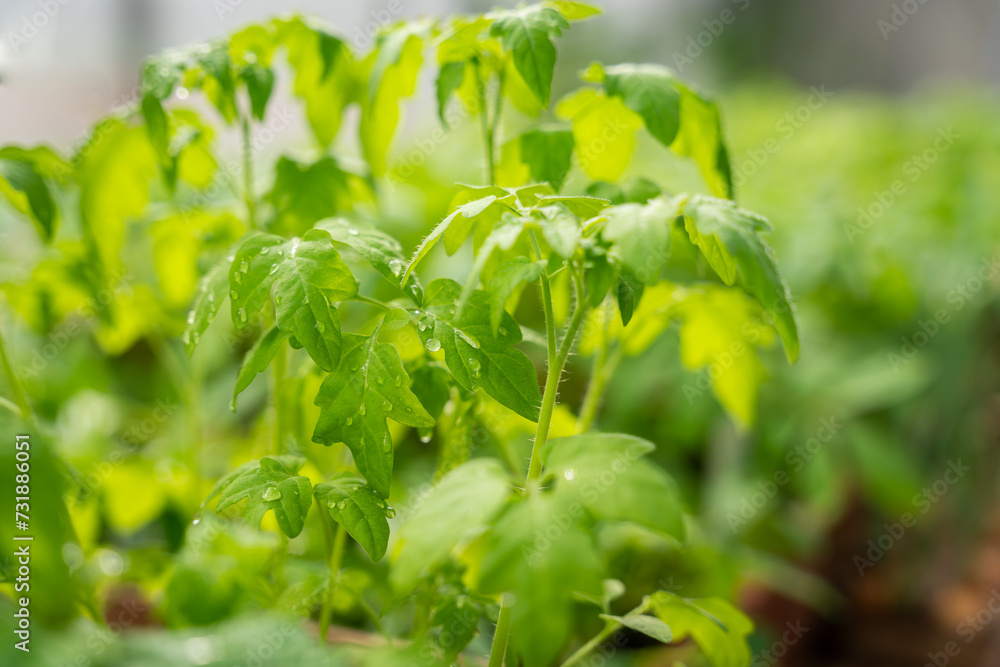 Small tomato plant - being grown to plant out. Selective focus. Green background. Small tomato plant - being grown to plant out. Selective focus. Green background.