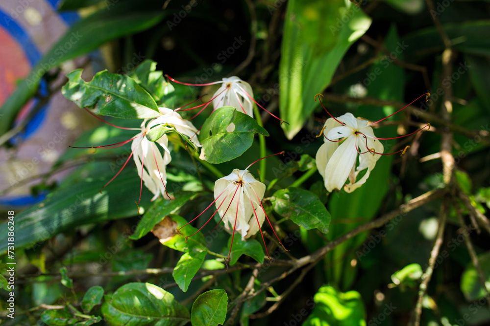 lirio de pantano - Crinum americanum - lirio de agua