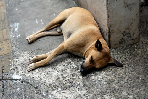 Fototapeta Naklejka Na Ścianę i Meble -  A light brown stray dog sleeping peacefully on the floor.