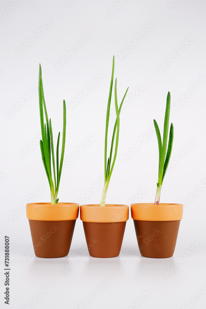 Green feathers of sprouted fresh onions in clay pots, the concept of agriculture and gardening, environmentally friendly food.Vegetables grown on the windowsill of the house.Vertical photo Green feathers of sprouted fresh onions in clay pots, the concept of agriculture and gardening, environmentally friendly food.Vegetables grown on the windowsill of the house.Vertical photo