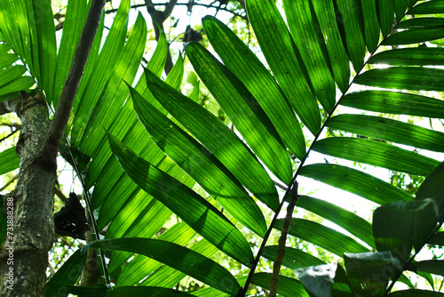 Follaje de hojas verdes en la selva en Guatemala.
