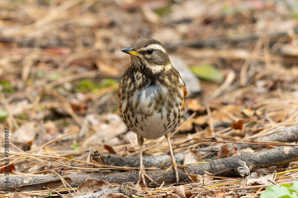 地面に落ちている枝の上に立つワキアカツグミ