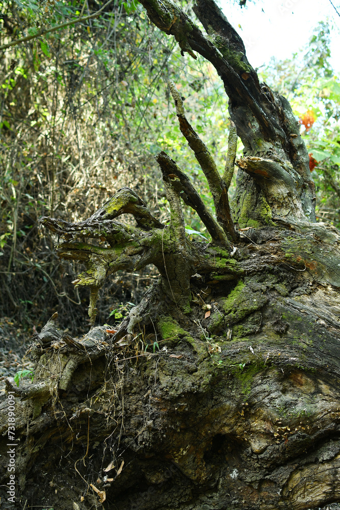 Raíz de un árbol caído en el bosque. Raíz de un árbol caído en el bosque.