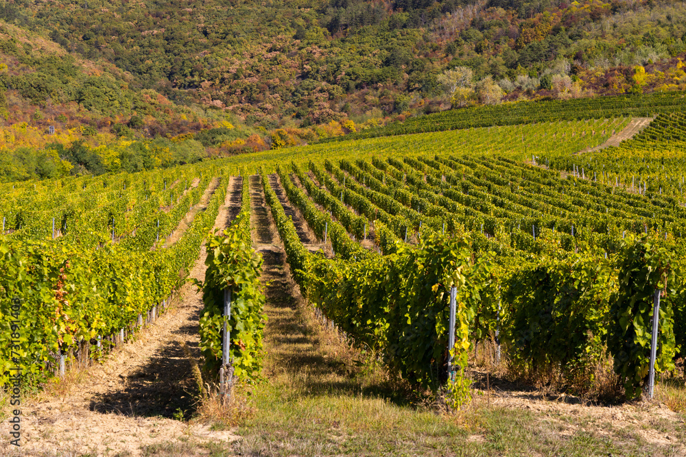 Autumn vineyard, Tokaj region, Great Plain and North, Hungary