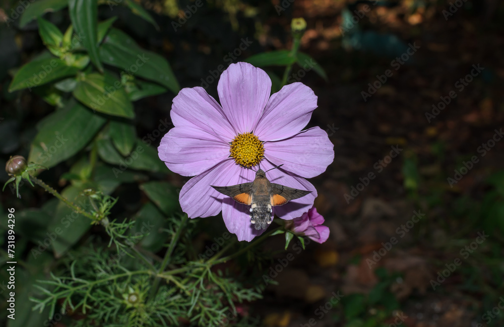 Fototapeta premium Hawk moth butterfly on a pink flower background