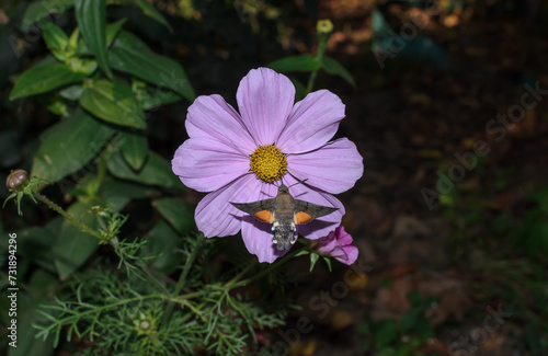 Hawk moth butterfly on a pink flower background