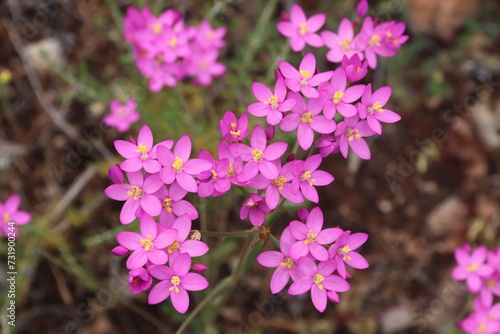 Tableau sur toile Seaside Centaury - Centaurium littorale