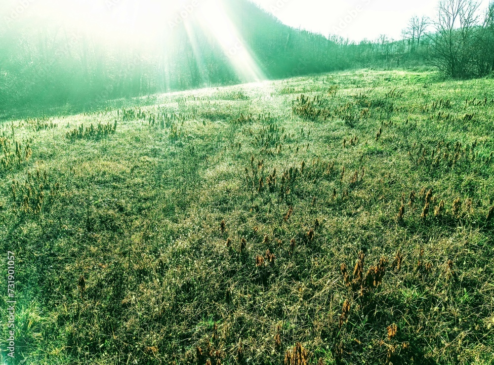 field of grass