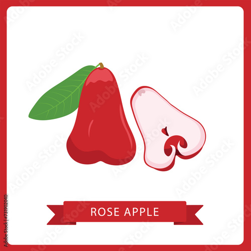 Rose apple or Malay apple whole and sliced vector illustration isolated on white background. photo