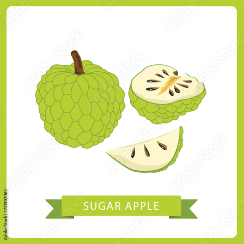 Sugar apple whole and sliced vector illustration isolated on white background.