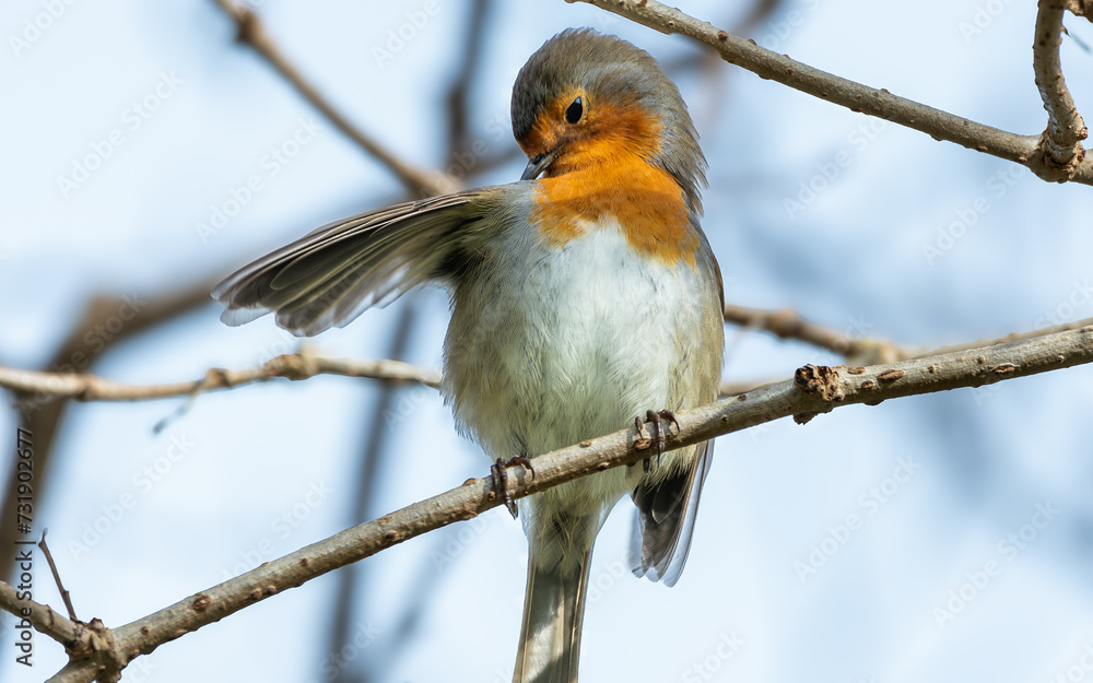 Fototapeta premium Petirrojo, Erithacus rubecula