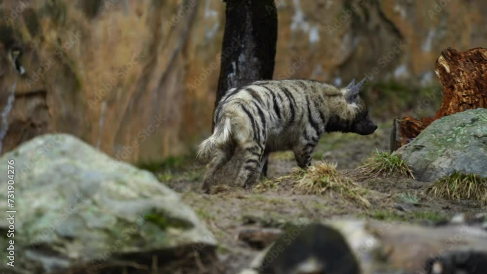 Video of Arabian striped hyaena Video of Arabian striped hyaena