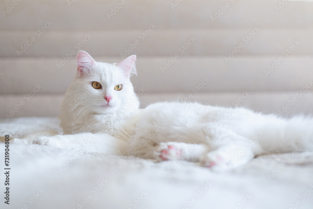 Charming white cat breed Turkish Van lazily sits at home. Beautiful pedigree long-haired kitty. Close-up, copy, background. Charming white cat breed Turkish Van lazily sits at home. Beautiful pedigree long-haired kitty. Close-up, copy, background.