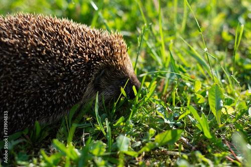 Hedgehog, small, cute, native, wild hedgehog in natural garden habitat with green grass and white and yellow daisies. Scientific name: Erinaceus europaeus. Horizontal. Daytime.