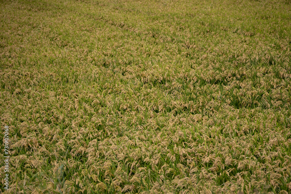 dense field of rice dense field of rice
