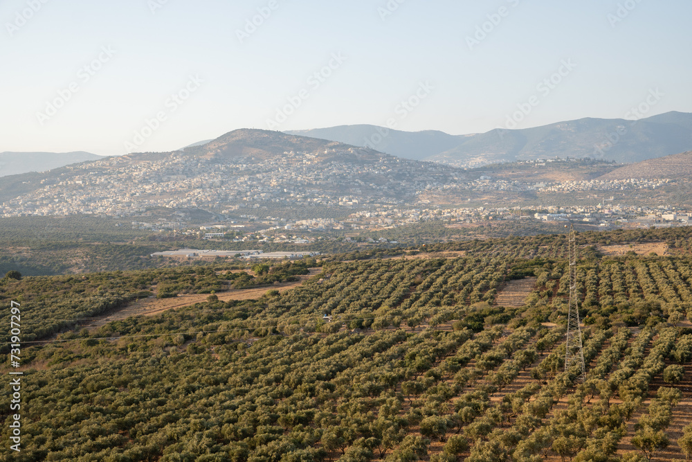plantations in northern israel plantations in northern israel