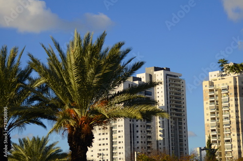 Modern residential building, tropical climate, palm trees, orange garden. Real estate in Israel. © ShU studio