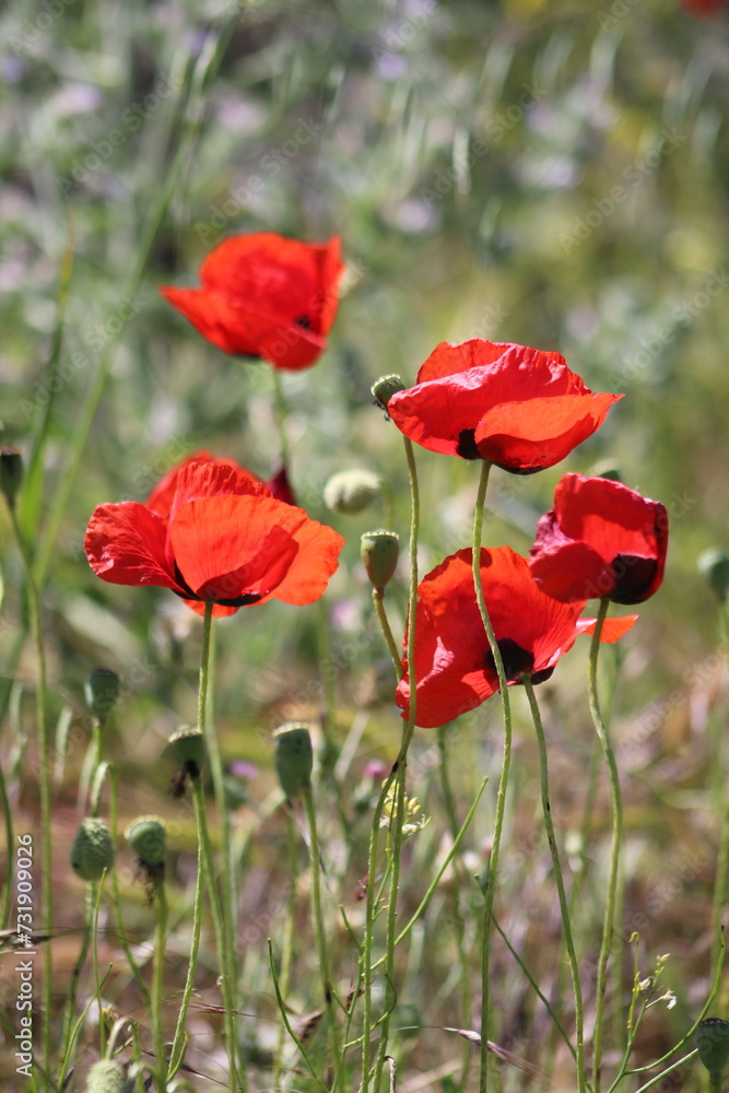 Fototapeta premium Papaveraceae flower in the garden.Papaver rhoeas