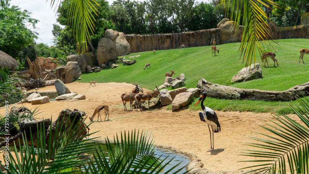 Fototapeta premium group of animals