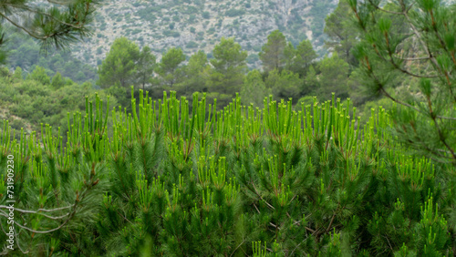 Mediterranean shrubs in the mountains