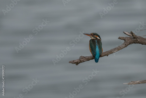 the kingfisher on the branch ready to fish  © ezequiel
