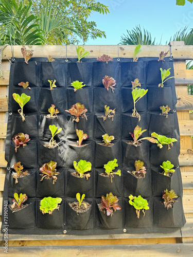 Growing herbs in a mesh bag pockets. Sustainability concept. Growing own food at home. Home garden, Wall garden. Pocket Wall Hanging Fabric PotsAeration Plant Grow Bags