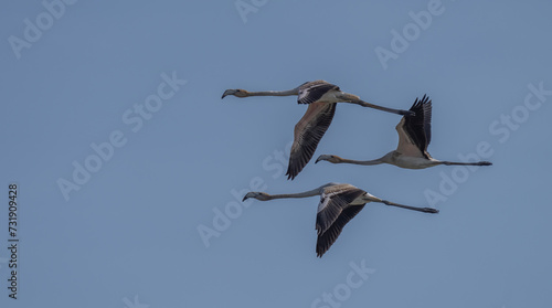 greater flamingos in flight over the lagoon of delta ebro river	